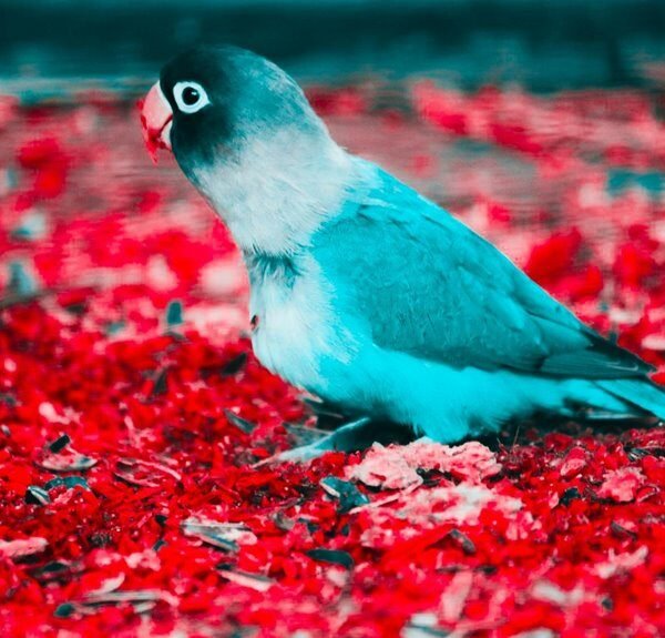 Parrot Name – Parrot Bird&hellip;