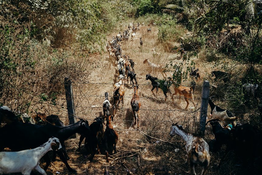 humorous names for sheep
